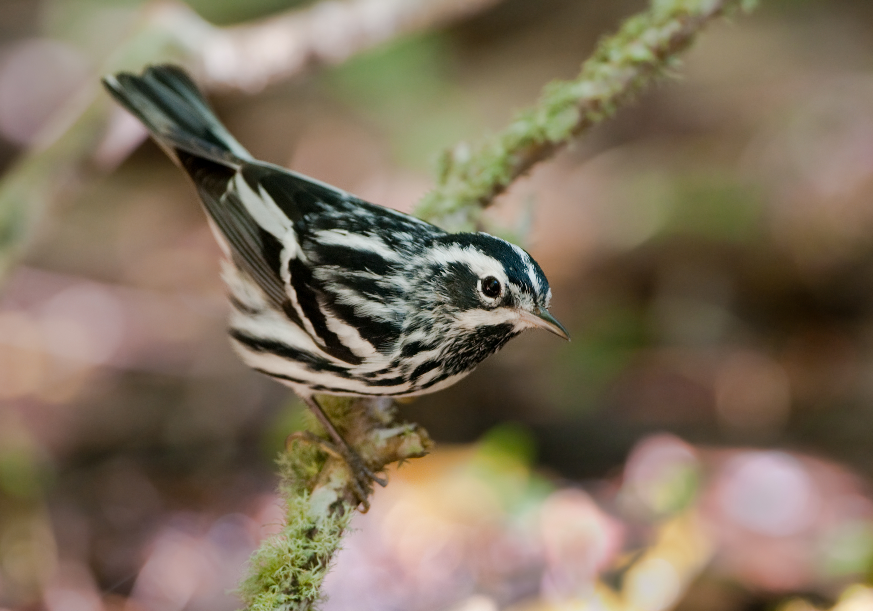 Black and White Warbler