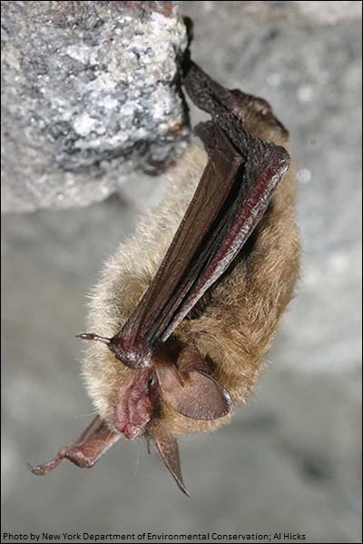 Northern Long-Eared Bat