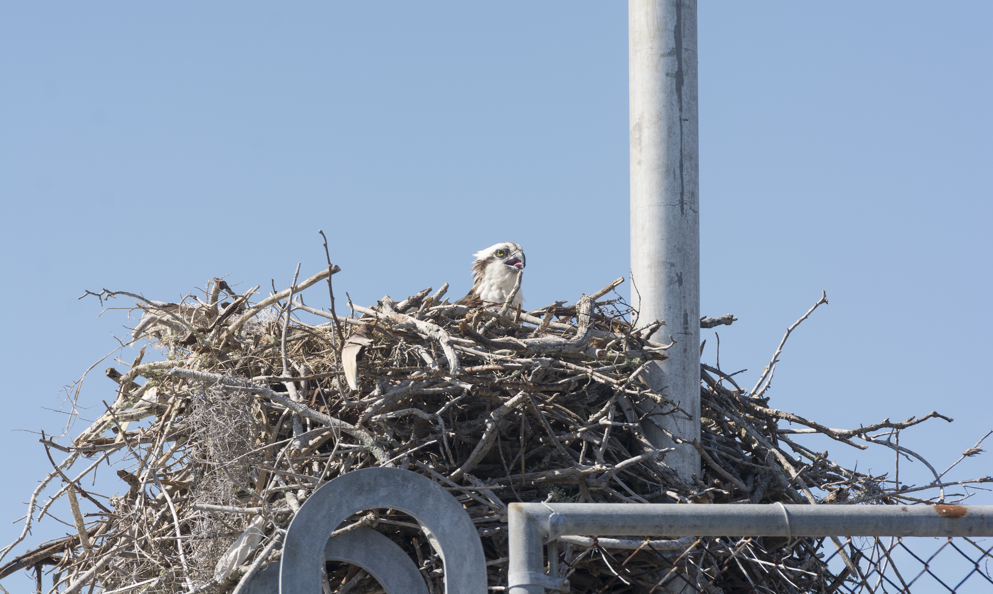 Nesting Osprey